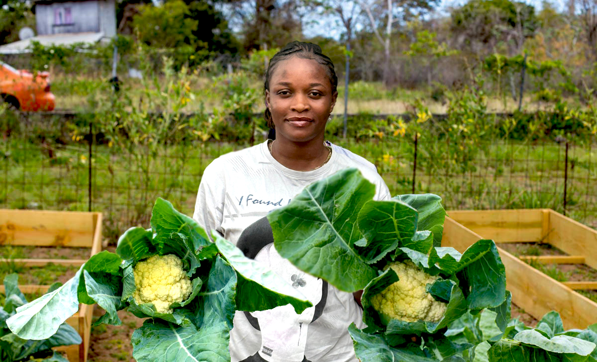 Scilli Holding Cauliflowers 2